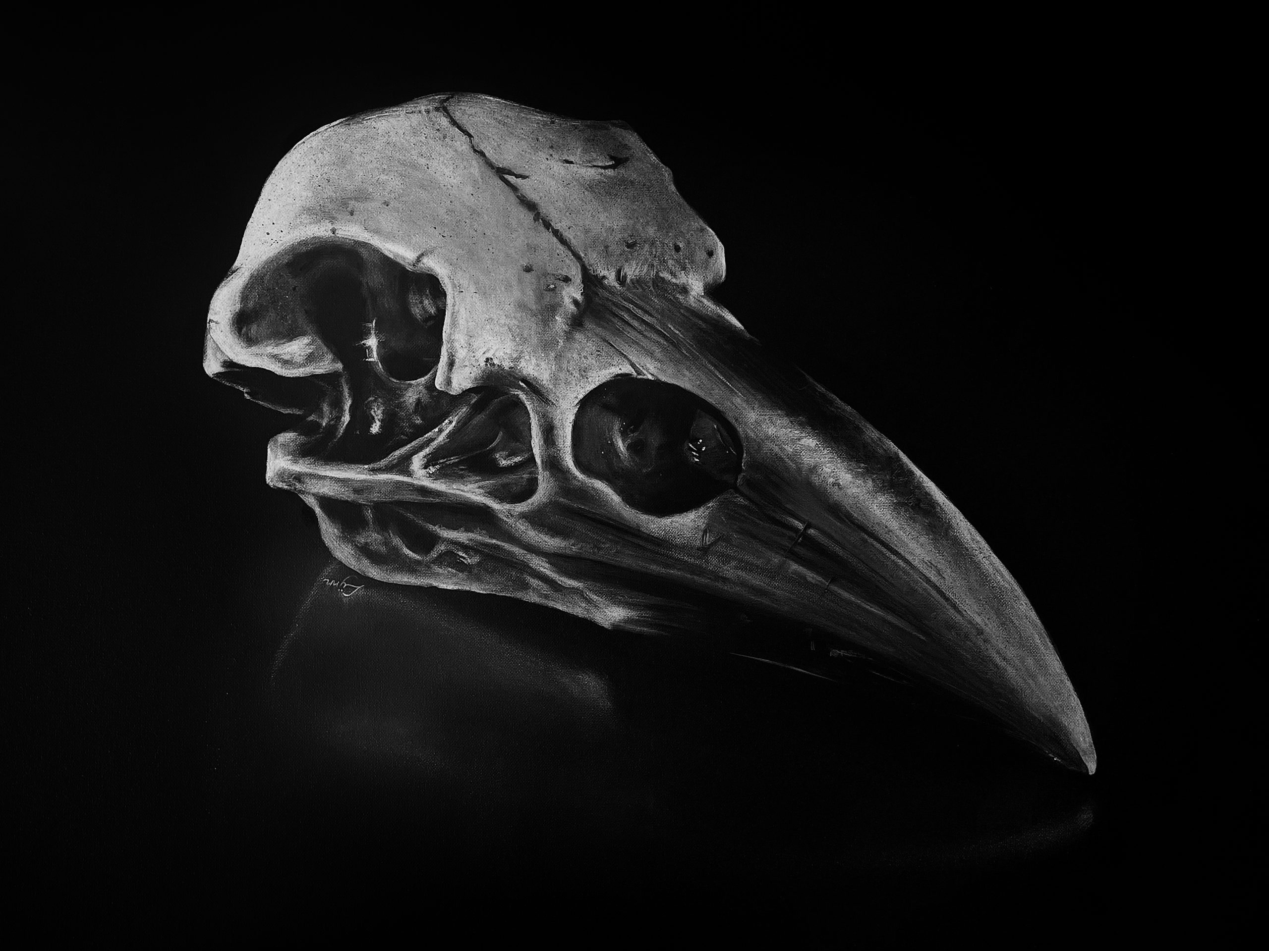 Crâne de corbeau, 81x60cm ND